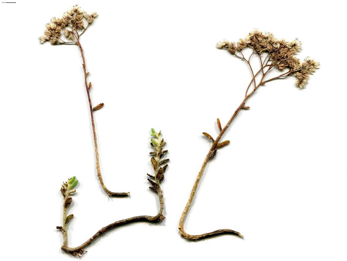 Sedum album (Crassulaceae)